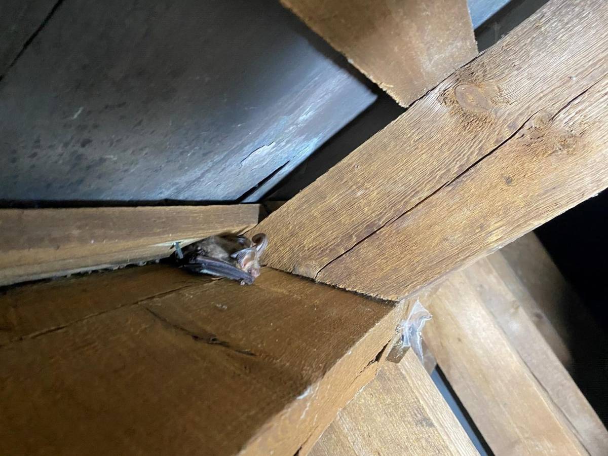 Buying or Selling a House with a Bat Roost