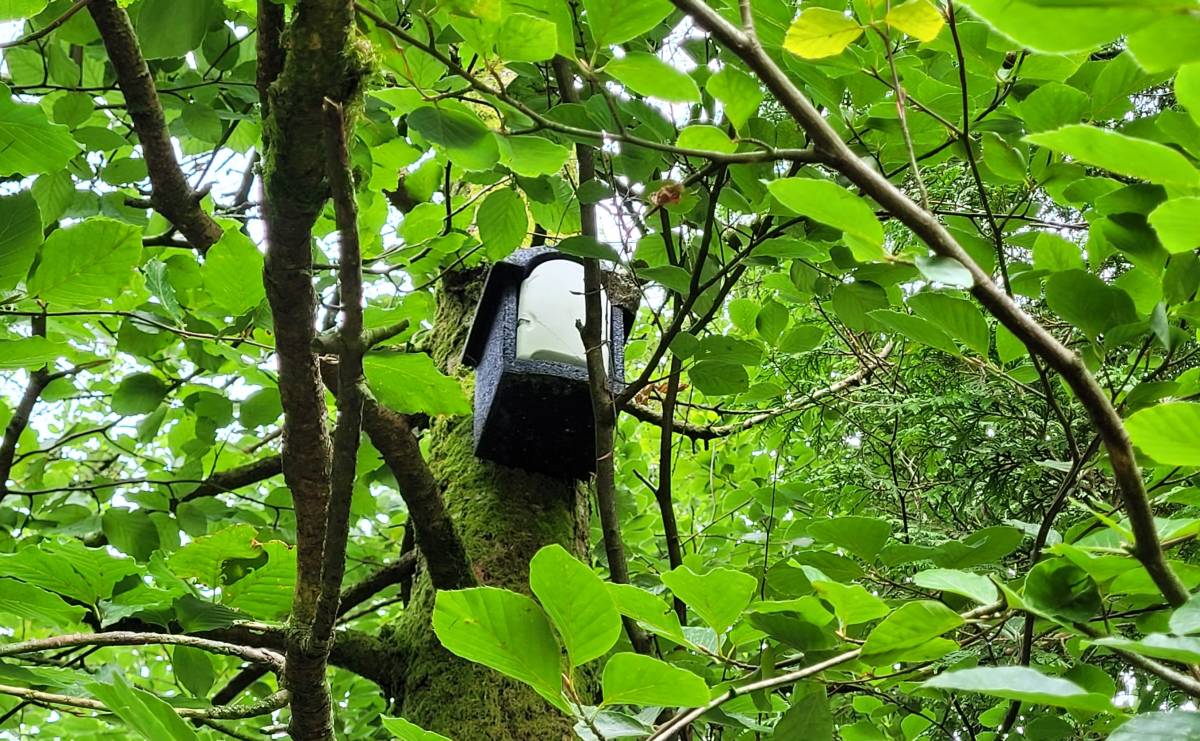 Helping Bats, Helping You