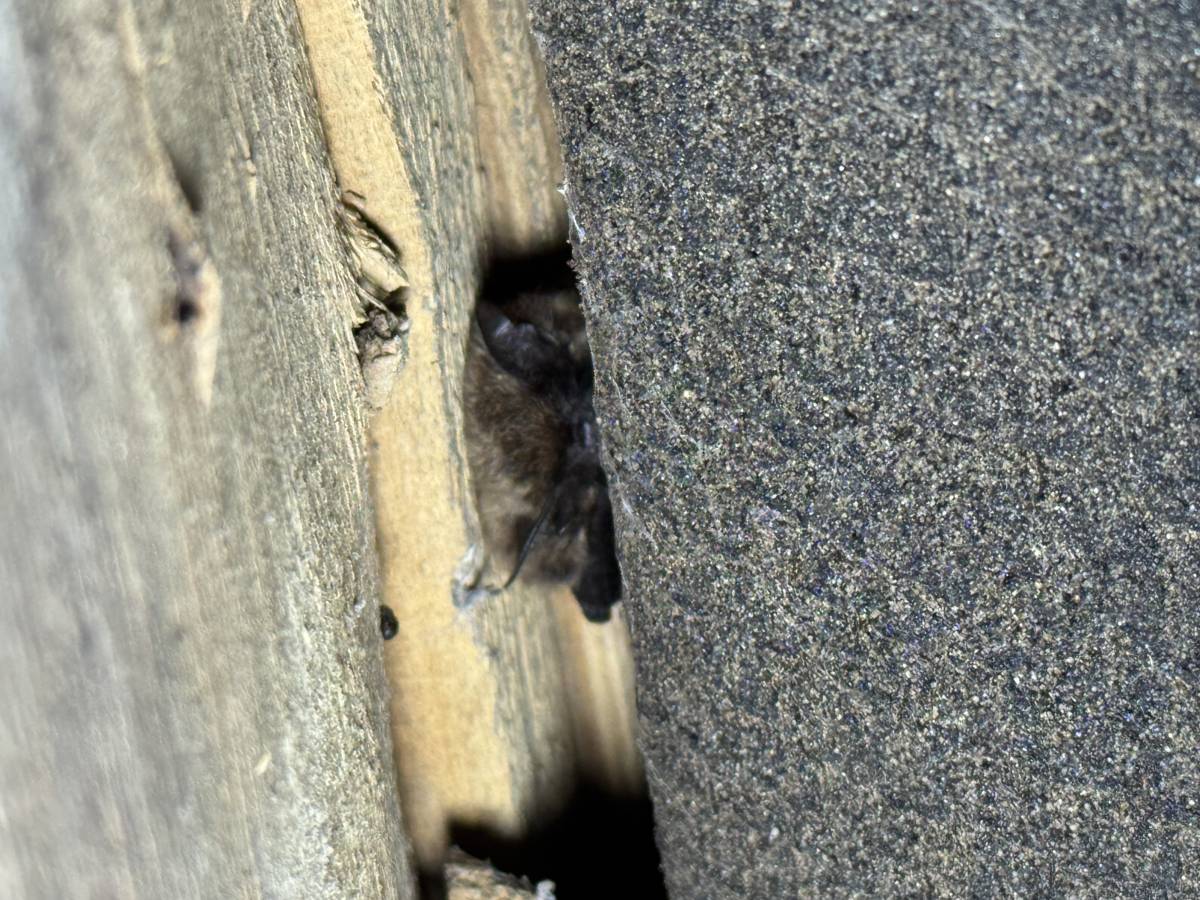 But I Don't Have Bats - How You Can Have Bats Without Noticing