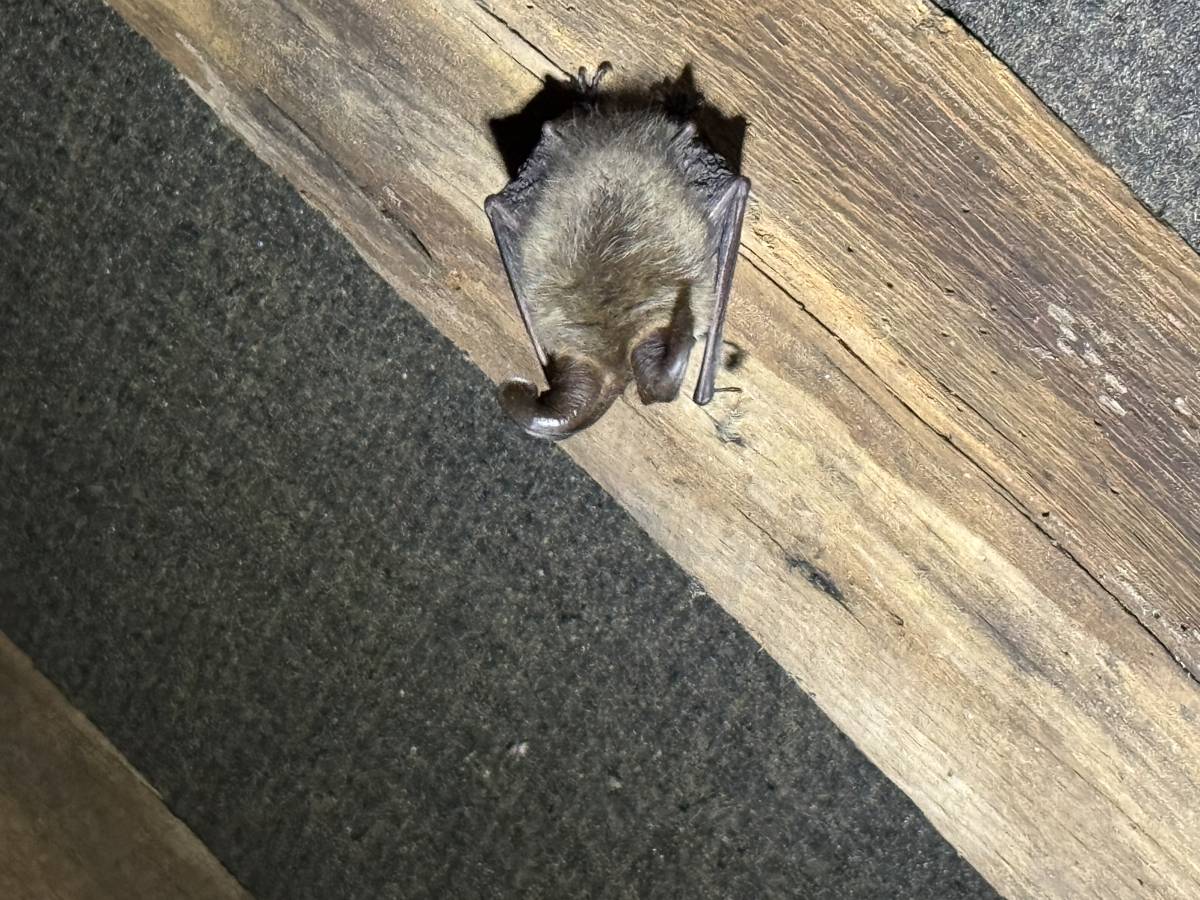 5 Questions to Ask Your Potential Bat Ecologist