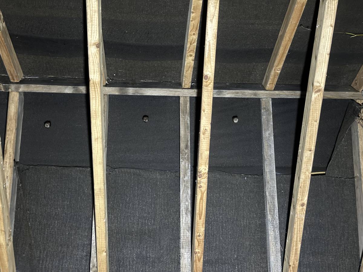 There are bats in my house. What do I do?