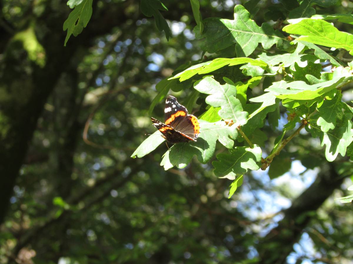 Net Benefit for Biodiversity