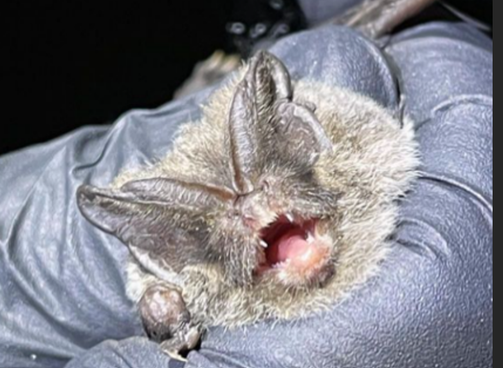 Bat Surveys - What you need to know