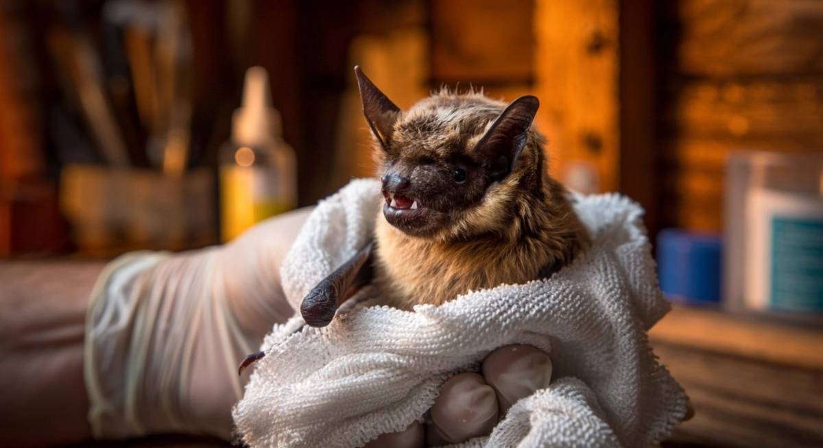 Bat Care