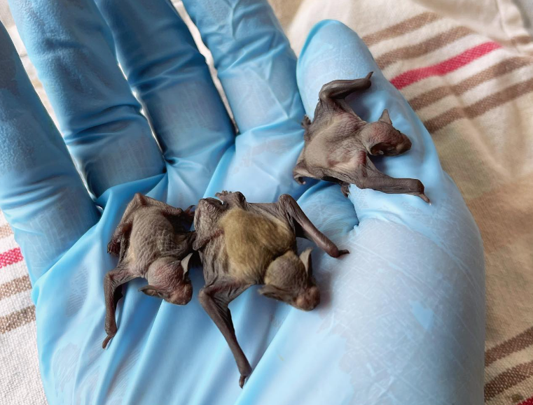 Bats in Heatwaves