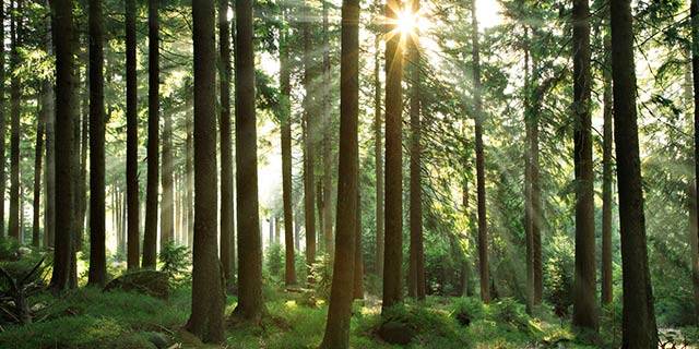 Tree Surveys 