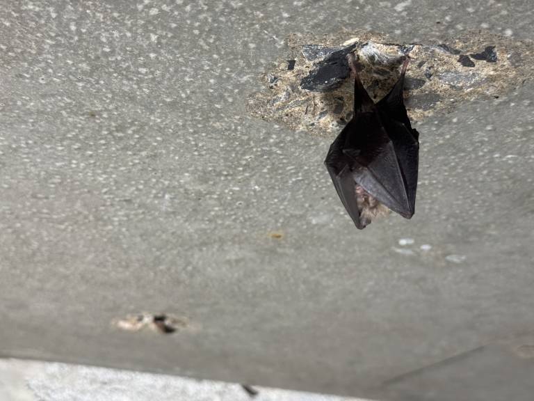 Lesser horseshoe bat Swansea