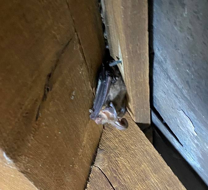 Bat survey Cefn Mably Caerphilly