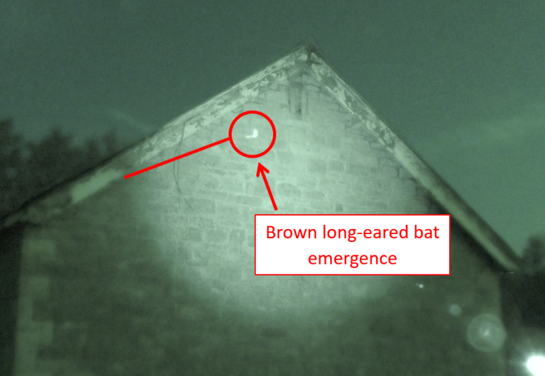 Brown long-eared bat