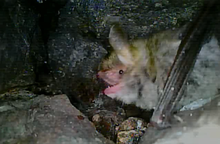 Natterer's bat