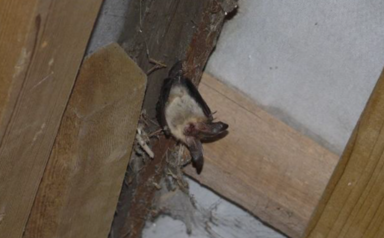 Brown long-eared bat Swansea