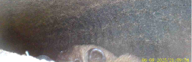 Bat in roost