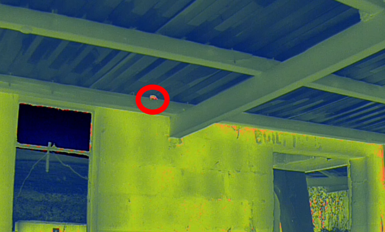 Bat survey Carmarthen