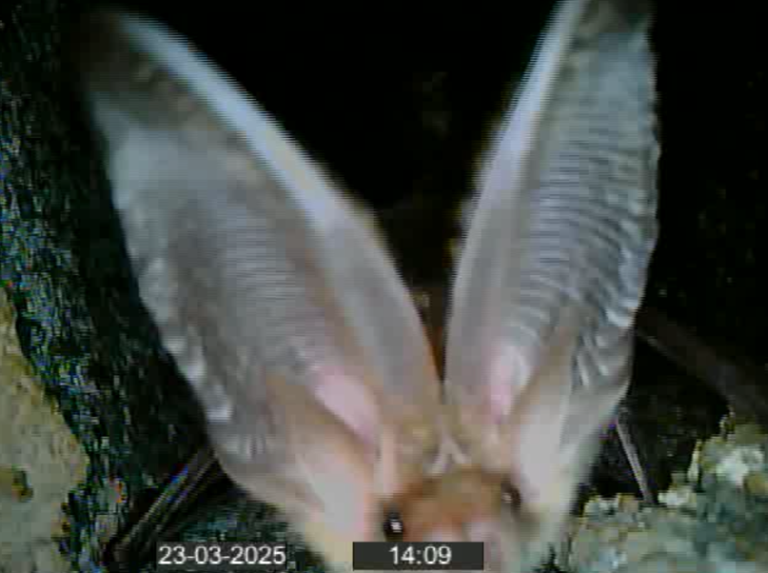 Brown long-eared bat