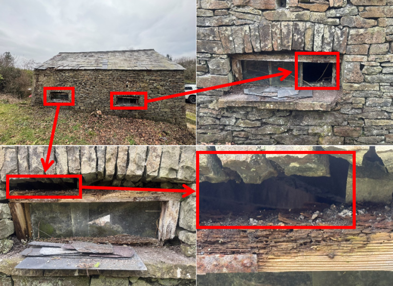 bat survey resolven neath