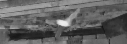 Bat survey resolven neath